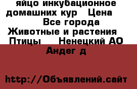 яйцо инкубационное домашних кур › Цена ­ 25 - Все города Животные и растения » Птицы   . Ненецкий АО,Андег д.